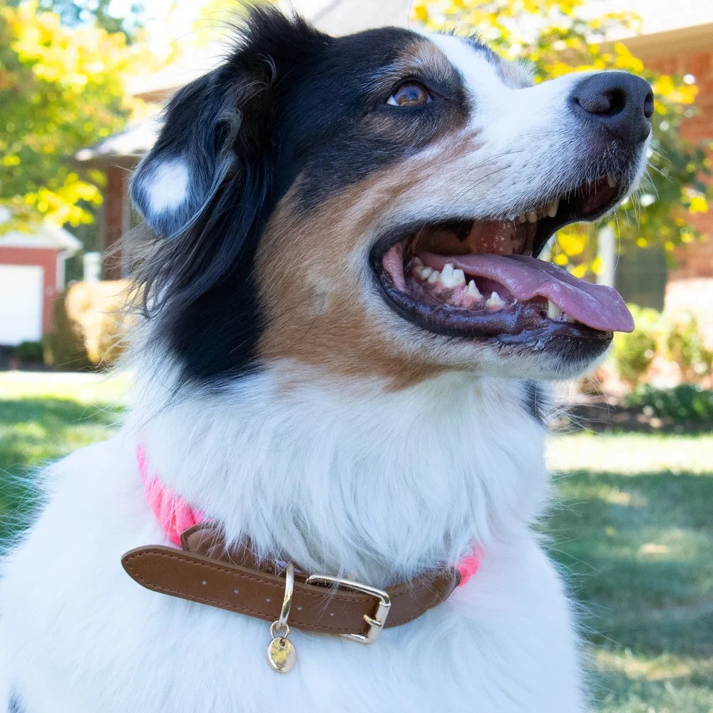 Dutrieux Adjustable Rope Dog Collar Faux Leather D Ring