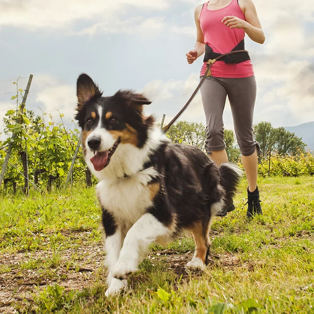 Henshine Dog Gear Hands Free Leash For Running And Walking